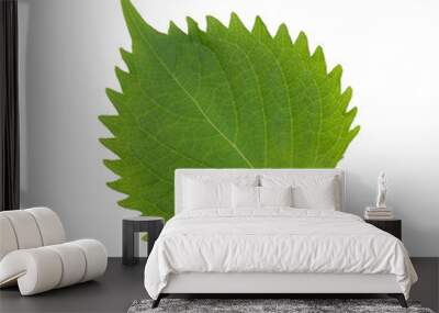 Fresh Green Shiso leaf (perilla frutescens) or Oba (Perilla frutescens (L.) Britt) isolated on white background Wall mural