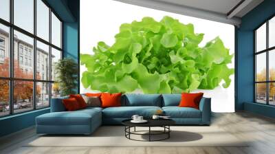 Green oak lettuce isolated on white background. Wall mural