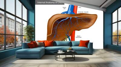 Internal Anatomy of Liver. Medical Illustration Human Anatomy Wall mural