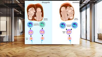 Monozygotic or dizygotic twins. Types of twins Wall mural