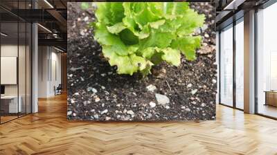 Lettuce in a home vegetable garden Wall mural