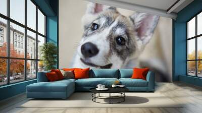 West Siberian Laika puppy Wall mural