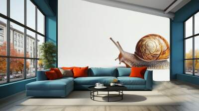 close-up of a beautiful snail isolated on white background Wall mural