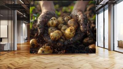 hands of a gardener holding fresh potatoes Wall mural