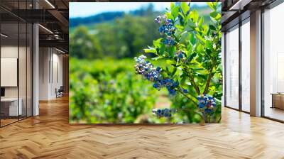 Blueberry plant closeup with a room for text Wall mural