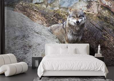 angry wolf Wall mural