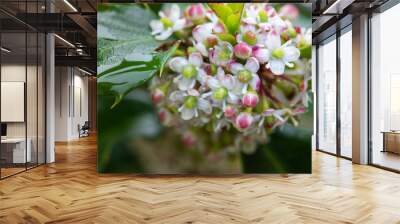 Macro flower of holly bush spring time in garden Wall mural