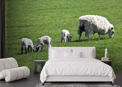 Triplet lambs with ewe Wall mural