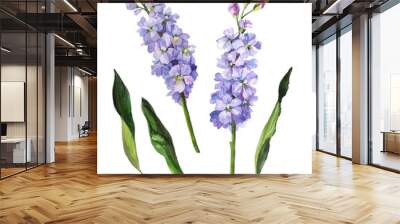 Watercolour hand painted botanical gentle mathiola flowers illustration set isolated on white background Wall mural