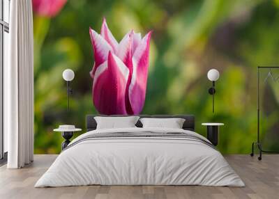 Tulipa Ballade - Lily-Flowered Tulip Wall mural