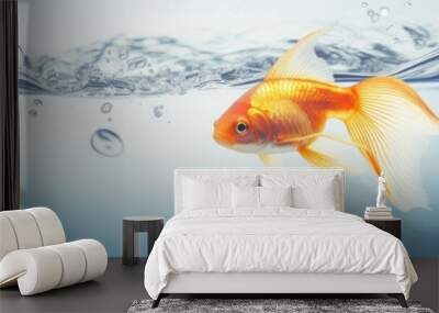 a gold fish swimming in water Wall mural