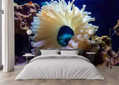 a white sea anemone in a tank Wall mural