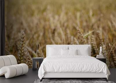 field of wheat Wall mural