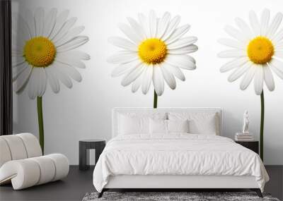 set of beautiful white daisy flowers, isolated over a transparent background, cut-out floral, perfume / essential oil, romantic wildflower or garden design elements PNG Wall mural