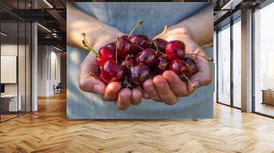 Fresh organic cherry berries in womans hands. Agriculture or harvest concept. Healthy vegan food Wall mural