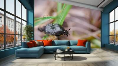 Top view of beetle on green leaves Wall mural