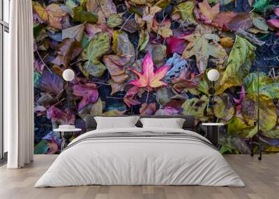 Fallen colored leaves over the forest in autumn Wall mural