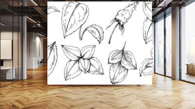 Mint vector isolated. Herbal engraved style illustration. Detailed organic product sketch. The best for design logo, menu, label, icon, stamp. Wall mural