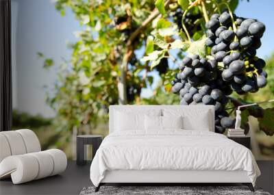 Black grape in vineyard before harvest Wall mural