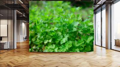 green healthy Parsley on  a garden in early summer Wall mural