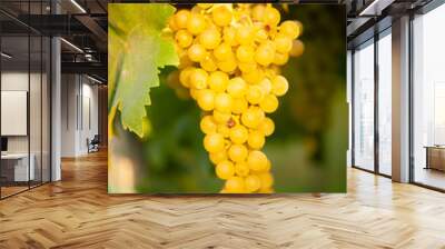 ripe white grape n vineyard in autumn just before harvest Wall mural