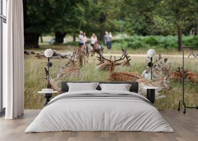 Deer in Richmond Park, an unrecognizable family group is arranged in a happy look In the background.  Wall mural