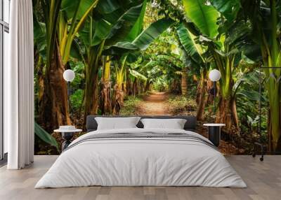 A group of banana trees standing tall along a dirt path in a tropical forest, their large leaves creating a canopy over the trail. - Wall mural