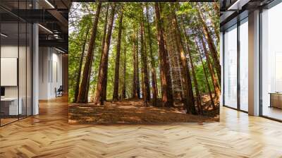 sequoia national park cabezon de la sal monte corona Wall mural