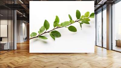 a branch with leaves isolated on clear white background Wall mural