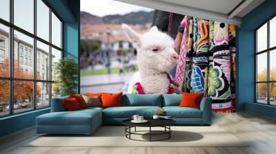 Andean Elegance: Alpaca  Wall mural