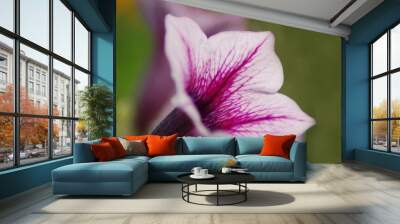 purple flower 2 Wall mural