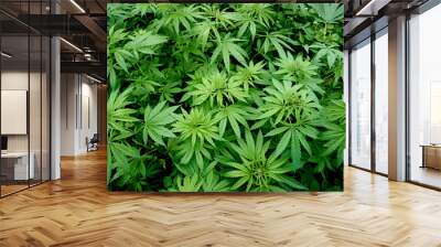 Hemp field in summer Wall mural