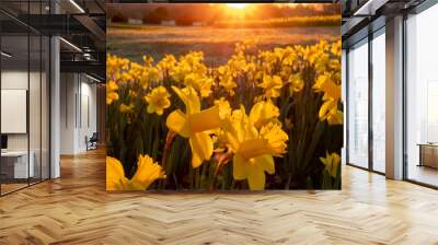 The golden light of the early morning sun descends upon a field of daffodils at Dorothea Dix Park in Raleigh North Carolina. Wall mural