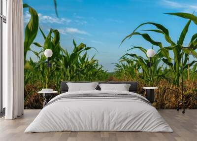 Young cornstalks of field corn growing in wheat stubble in a no till condition - North Carolina Agrigulture Wall mural