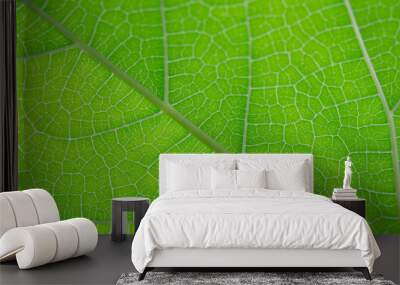 close up of green leaf texture Wall mural