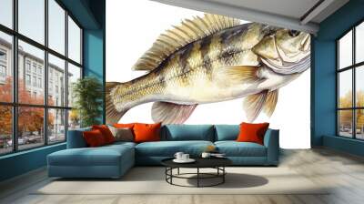 A seabass isolated on white background Wall mural