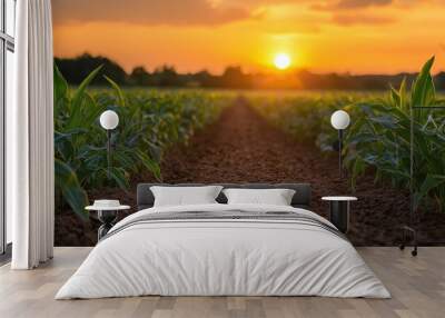 A soil countryside ground road in the middle of two corn fields at the golden hour sunset. Wall mural