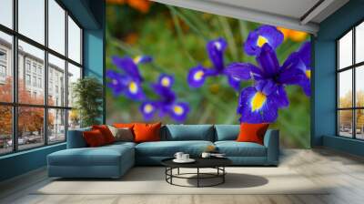 iris flower blue. spring flower. Iris hollandica 'Blue Magic' is a bulbous iris with blue flowers. detail. Wall mural