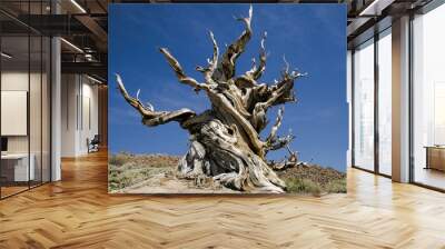 Ancient Bristlecone Pine Tree, California Wall mural