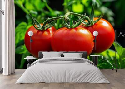 Tomato Red, Juicy, and Vine-Ripened shown in a close-up of a vine of ripe tomatoes, their rich color and juicy texture emphasized by the natural sunlight Wall mural