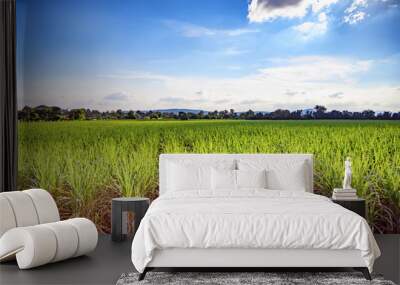 Beautiful green field of lush sugar cane growing and blue sky with light clouds., Soft focus due to long exposure shot. Wall mural