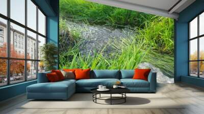 A stream flows among fresh, bright grass on a beautiful, summer day. Wall mural