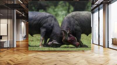 Closeup of two water buffalos struggling with horns in the forest Wall mural