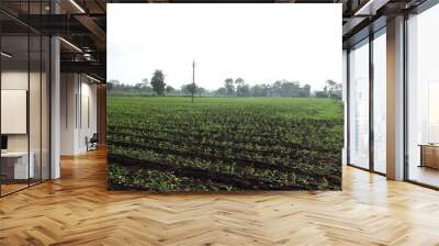 farmland Wall mural