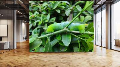 Green healthy caterpillar on leaf  Wall mural