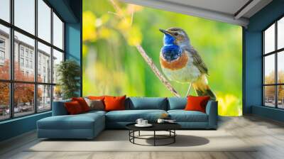 Closeup of a blue-throat male bird Luscinia svecica cyanecula singing Wall mural