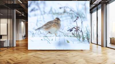 Eurasian skylark, Alauda arvensis, foraging in snow, beautiful cold Winter setting Wall mural