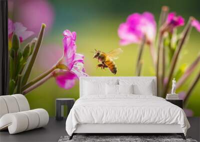 Honey bee Apis mellifera pollination on pink great hairy willowherb Epilobium hirsutum flowers Wall mural