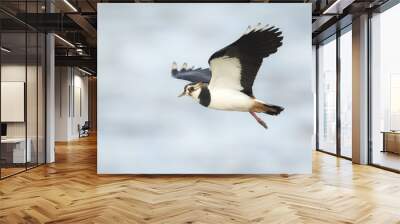 Northern Lapwing in flight Wall mural