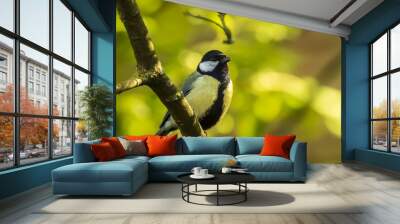 Parus major Great tit bird closeup Wall mural